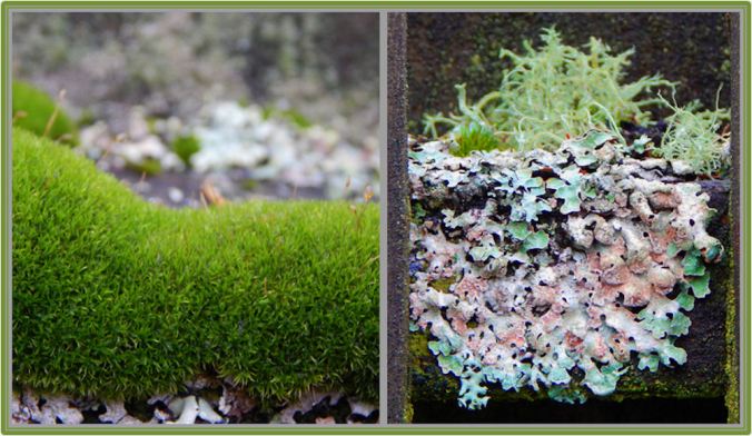 Soft Bubble Moss and Fence Lichens